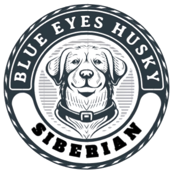 BLUE EYES SIBERIAN HUSKY